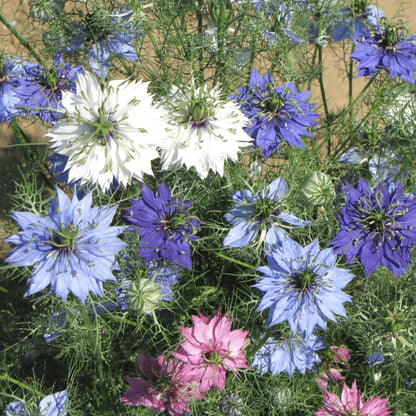 Nigella Miss Jekyll Mix Bio