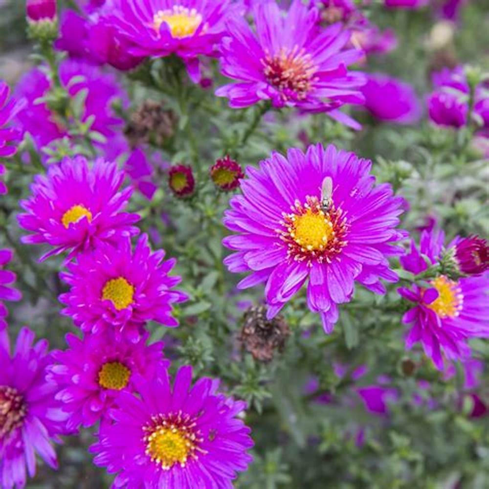 Lila NEW ENGLAND ASTER (Michaelmas Daisy) Aster Novae var Angliae Blumensamen