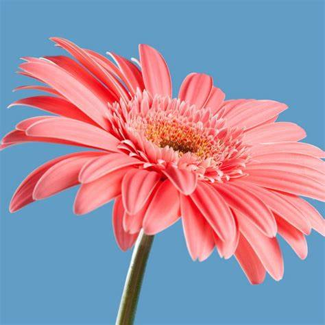 Rosa-weiße Gerbera-Blumensamen, Sonnenblume