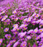 Lila NEW ENGLAND ASTER (Michaelmas Daisy) Aster Novae var Angliae Blumensamen