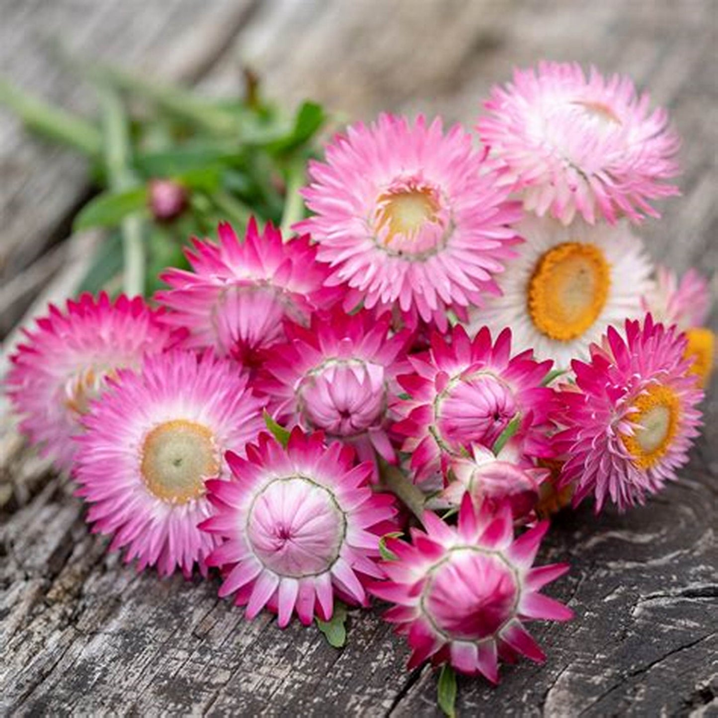 Süße rosa Helichrysum-Strohblumensamen