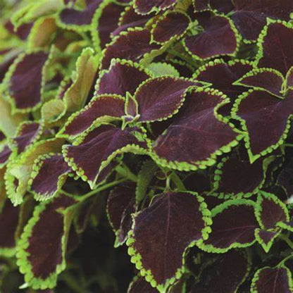 Coleus Chocolate Mint Seed 50 Samen