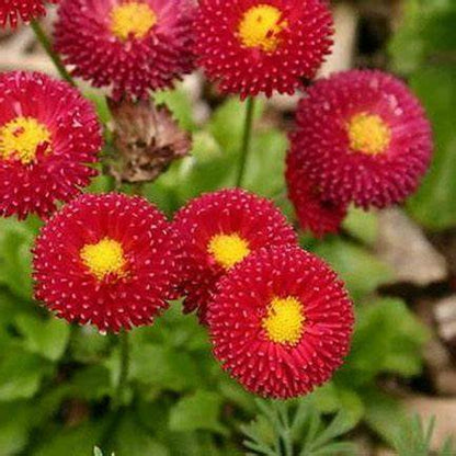 200 Stück Bellis Perensis, Daisy Red – Blumensamen