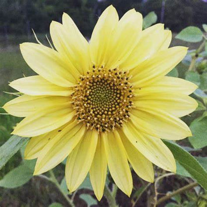 Sonnenblume, Bio-Zitronenkönigin