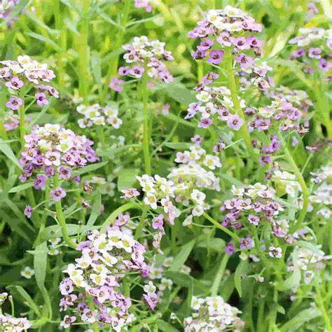 50 Stück Alyssum-Samen, Pastellteppich