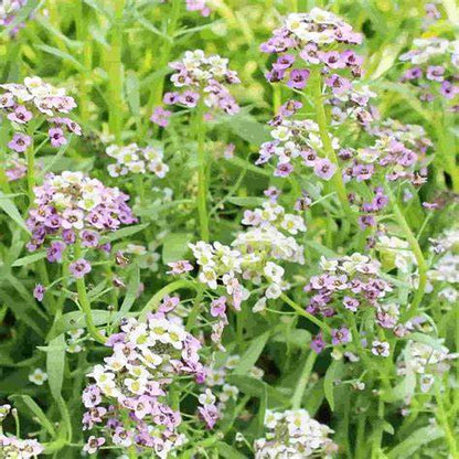 50 Stück Alyssum-Samen, Pastellteppich