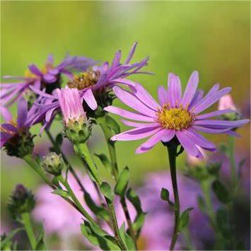 Rosa Aster 50 Samen