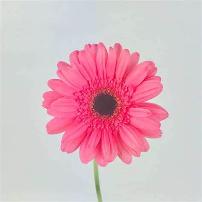 Rosa-weiße Gerbera-Blumensamen, Sonnenblume