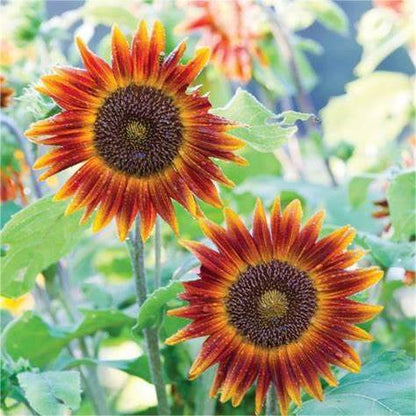 Hohe Sonnenblumen nach Höhe