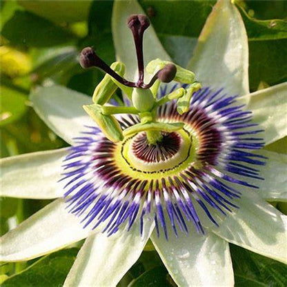 Egrow 50 Teile/paket Passionsblumensamen Garten Seltene Passiflora Incarnata Obstpflanzen Samen