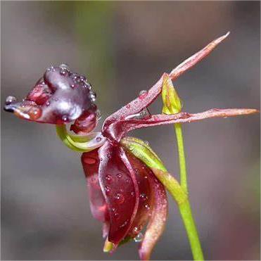 Fliegende Entenorchidee – seltener Blumensamen