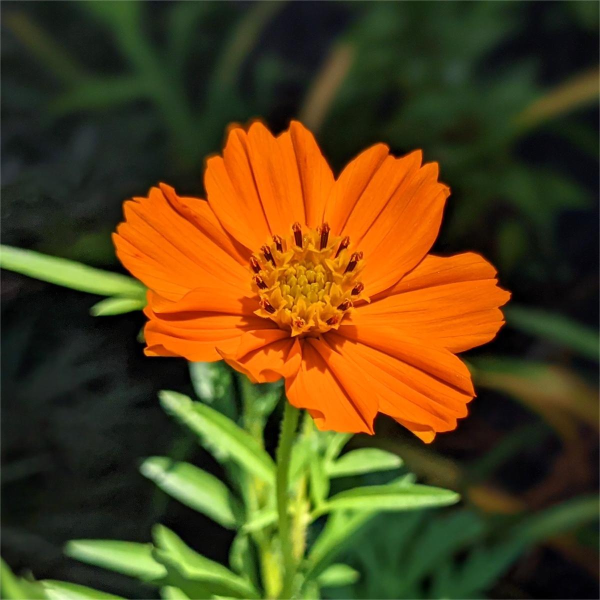 Cosmos Orange - Desi-Blumensamen