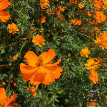 Cosmos Orange - Desi-Blumensamen