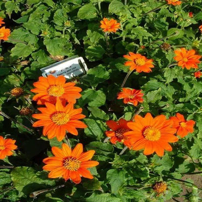 Orangefarbene Sonnenblume, Tithonia Speciosa Goldfinger Blumensamen