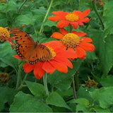 Orangefarbene Sonnenblume, Tithonia Speciosa Goldfinger Blumensamen