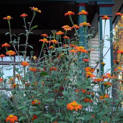 Orangefarbene Sonnenblume, Tithonia Speciosa Goldfinger Blumensamen