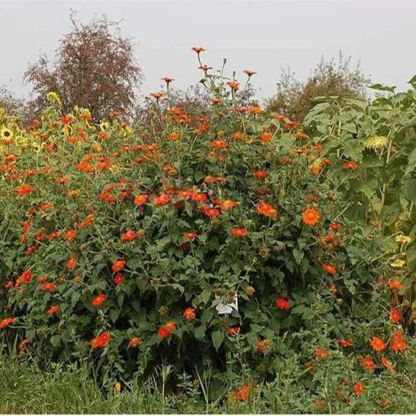 Orangefarbene Sonnenblume, Tithonia Speciosa Goldfinger Blumensamen