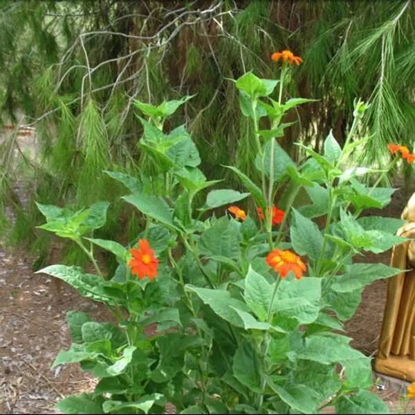 Orangefarbene Sonnenblume, Tithonia Speciosa Goldfinger Blumensamen