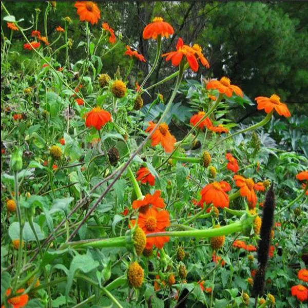 Orangefarbene Sonnenblume, Tithonia Speciosa Goldfinger Blumensamen