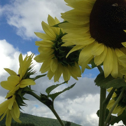 Sonnenblume, Bio-Zitronenkönigin