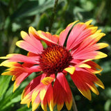 50 Gaillardia Aristata (Deckenblume) Samen-Packung