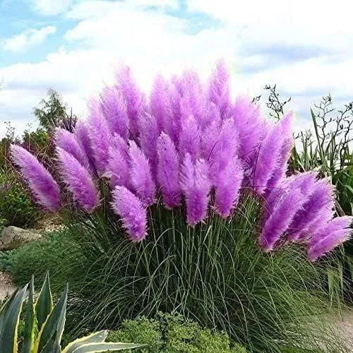 Pampasgras Magic Garden Seeds – 200 Samen