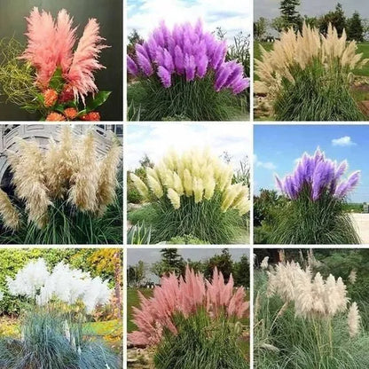 Pampasgras Magic Garden Seeds – 200 Samen