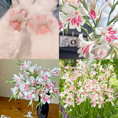 Paw's Gladiolus🌸