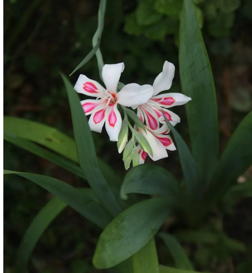 Paw's Gladiolus🌸