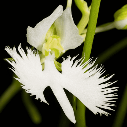 Habenaria strahlte aus