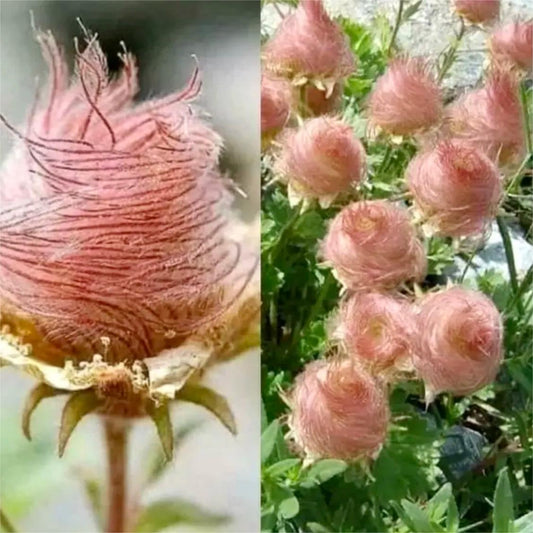 🔥Prairie-Rauch Blumensamen🌱Prairie Smoke