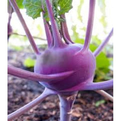 Lila Kohlrabi-Samen - Farbenfrohe Vielfalt für Ihren Gemüsegarten! 🌱💜🥦