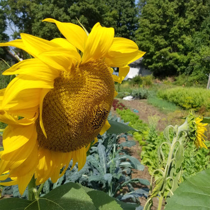 50 Stück Sonnenblumen-Miniatur – Desi-Blumensamen