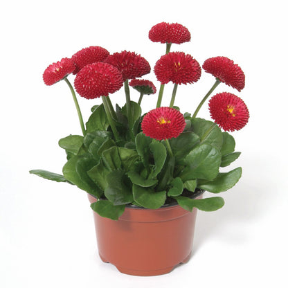 200 Stück Bellis Perensis, Daisy Red – Blumensamen