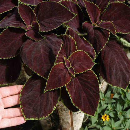 Coleus Chocolate Mint Seed 50 Samen