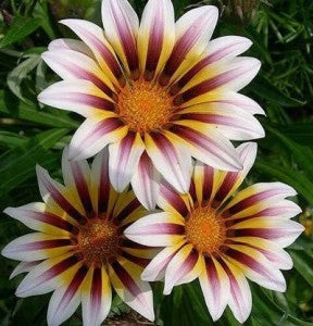 Afrikanische Gänseblümchen – Gazania 50 Samen