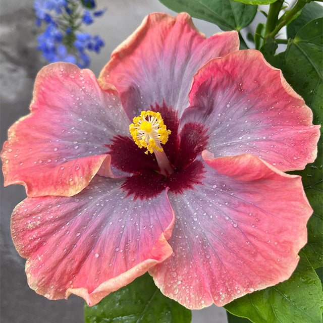 Riesige Ombre-Hibiskus-Samen mit exotischen Korallenblüten