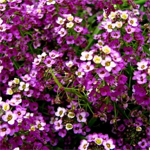 50 Stück Alyssum-Samen, Royal Carpet