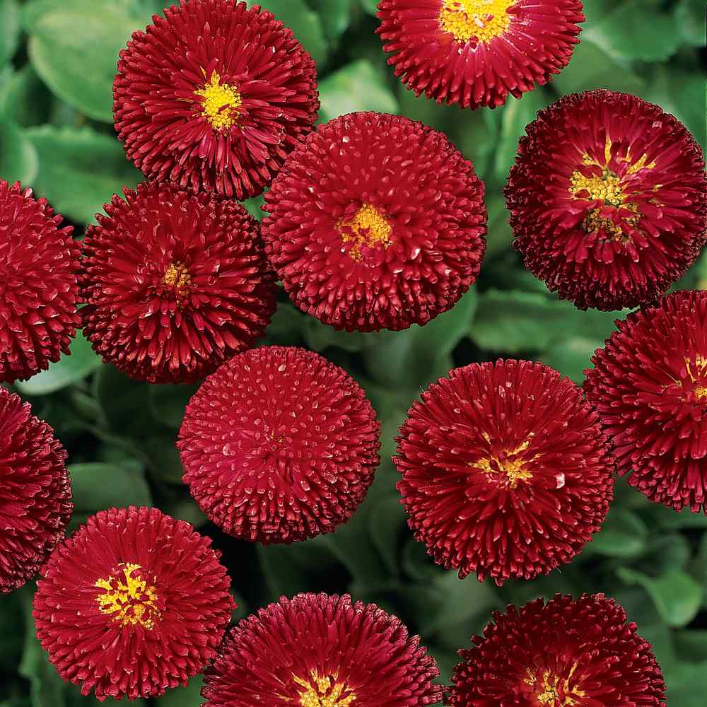 200 Stück Bellis Perensis, Daisy Red – Blumensamen