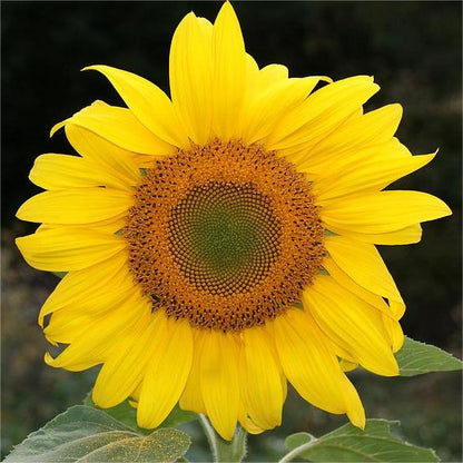 Sonnenblumenmammut