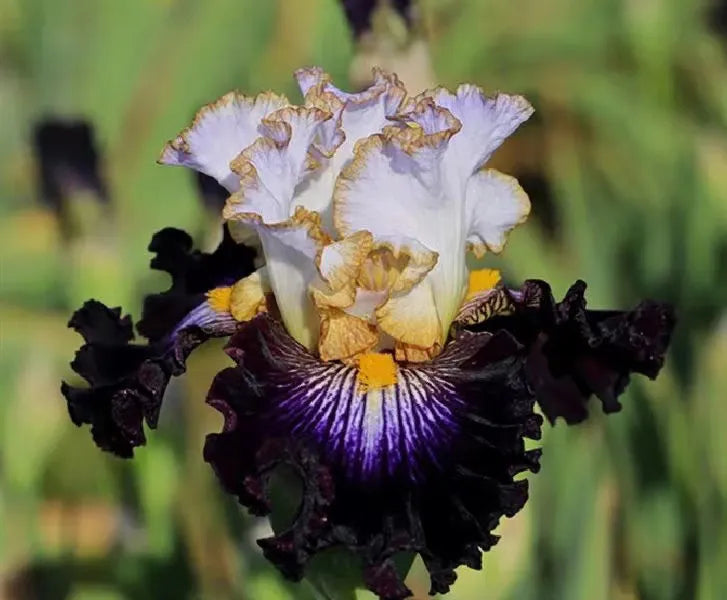 Seltene Iris - Tollkühnes Kind