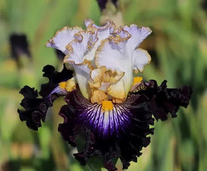 Seltene Iris - Tollkühnes Kind