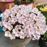 67 % RABATT 🌱 HEISSER VERKAUF Seltene Oxalis Glabra 100 Samen 🌸 SELTENE BLUME