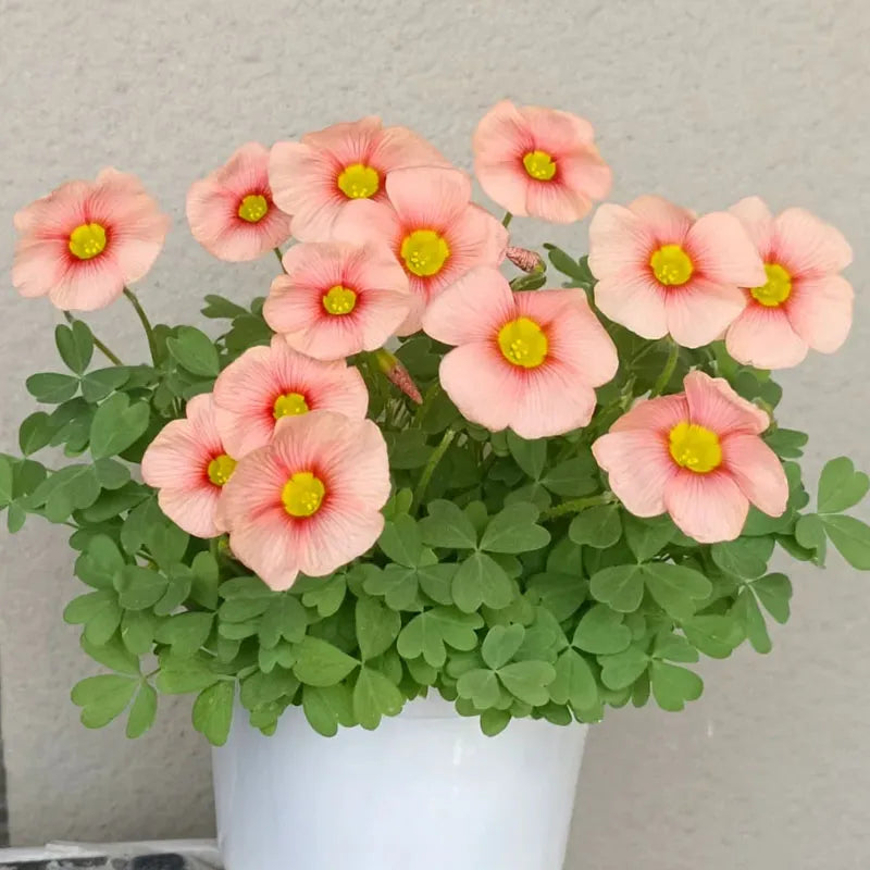 67 % RABATT 🌱 HEISSER VERKAUF Seltene Oxalis Glabra 100 Samen 🌸 SELTENE BLUME