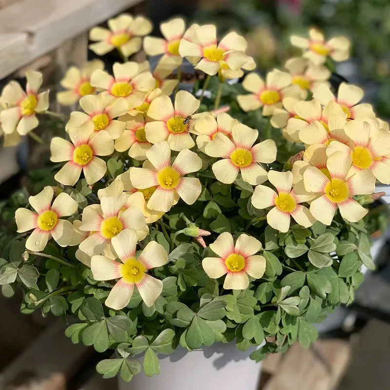 67 % RABATT 🌱 HEISSER VERKAUF Seltene Oxalis Glabra 100 Samen 🌸 SELTENE BLUME