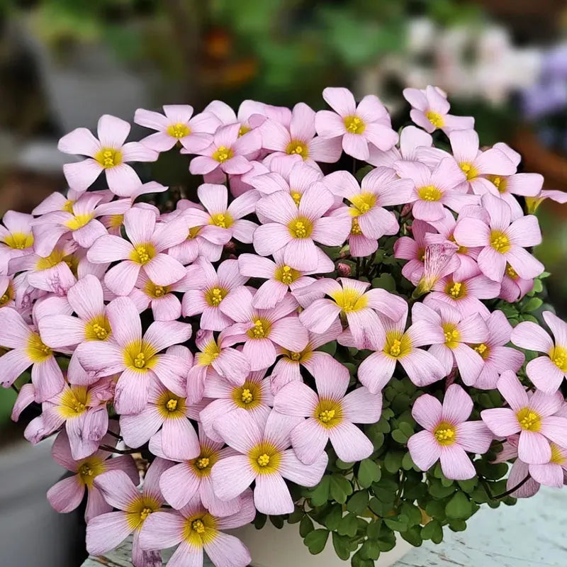 67 % RABATT 🌱 HEISSER VERKAUF Seltene Oxalis Glabra 100 Samen 🌸 SELTENE BLUME