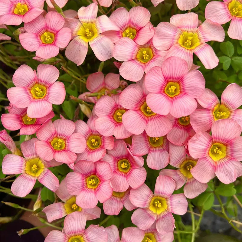 67 % RABATT 🌱 HEISSER VERKAUF Seltene Oxalis Glabra 100 Samen 🌸 SELTENE BLUME