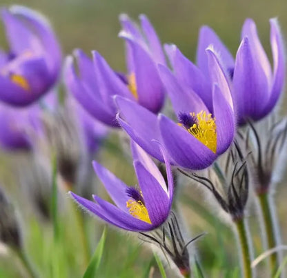 RARE SAMEN PULSATILLA VULGARIS VIOLETT 20 SAMEN