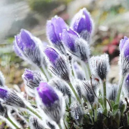 RARE SAMEN PULSATILLA VULGARIS VIOLETT 20 SAMEN