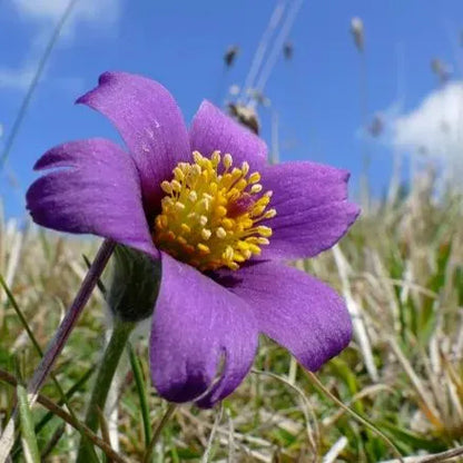 Seltene Samen Pulsatilla Vulgaris Violet 20 Samen